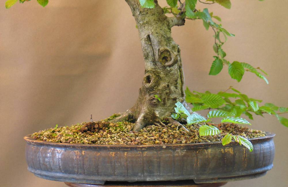 Pot bonsai fait main : pourquoi faire ce choix ?