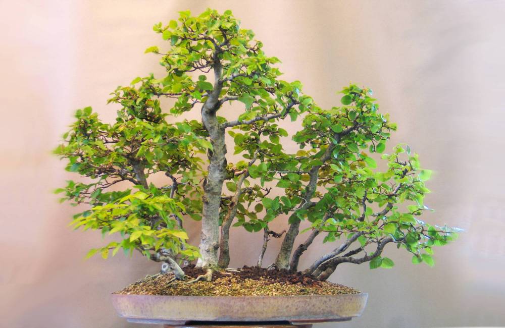 Quel pot à bonsai choisir pour son arbre ?