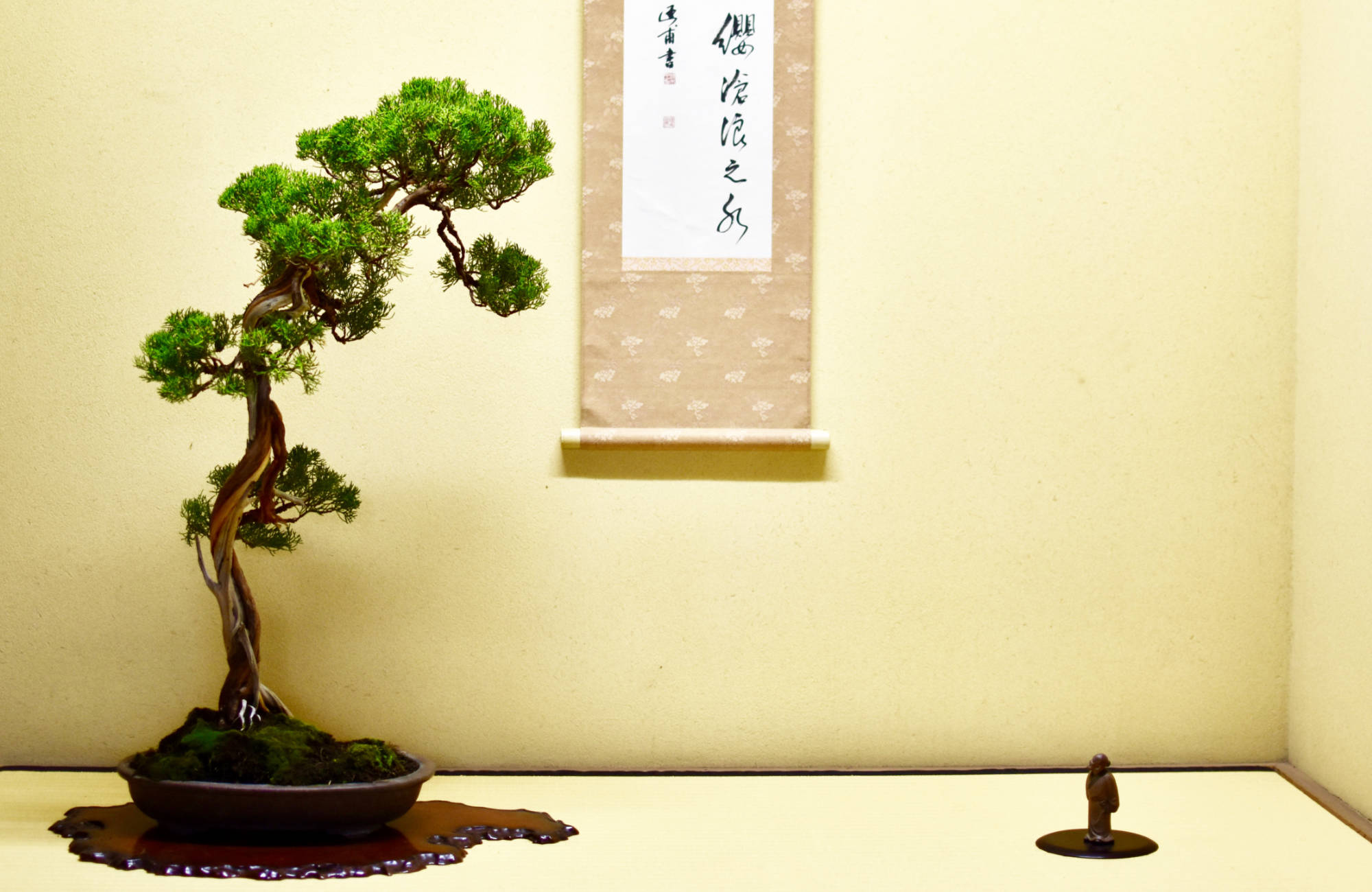 Quand changer un pot à bonsai ?