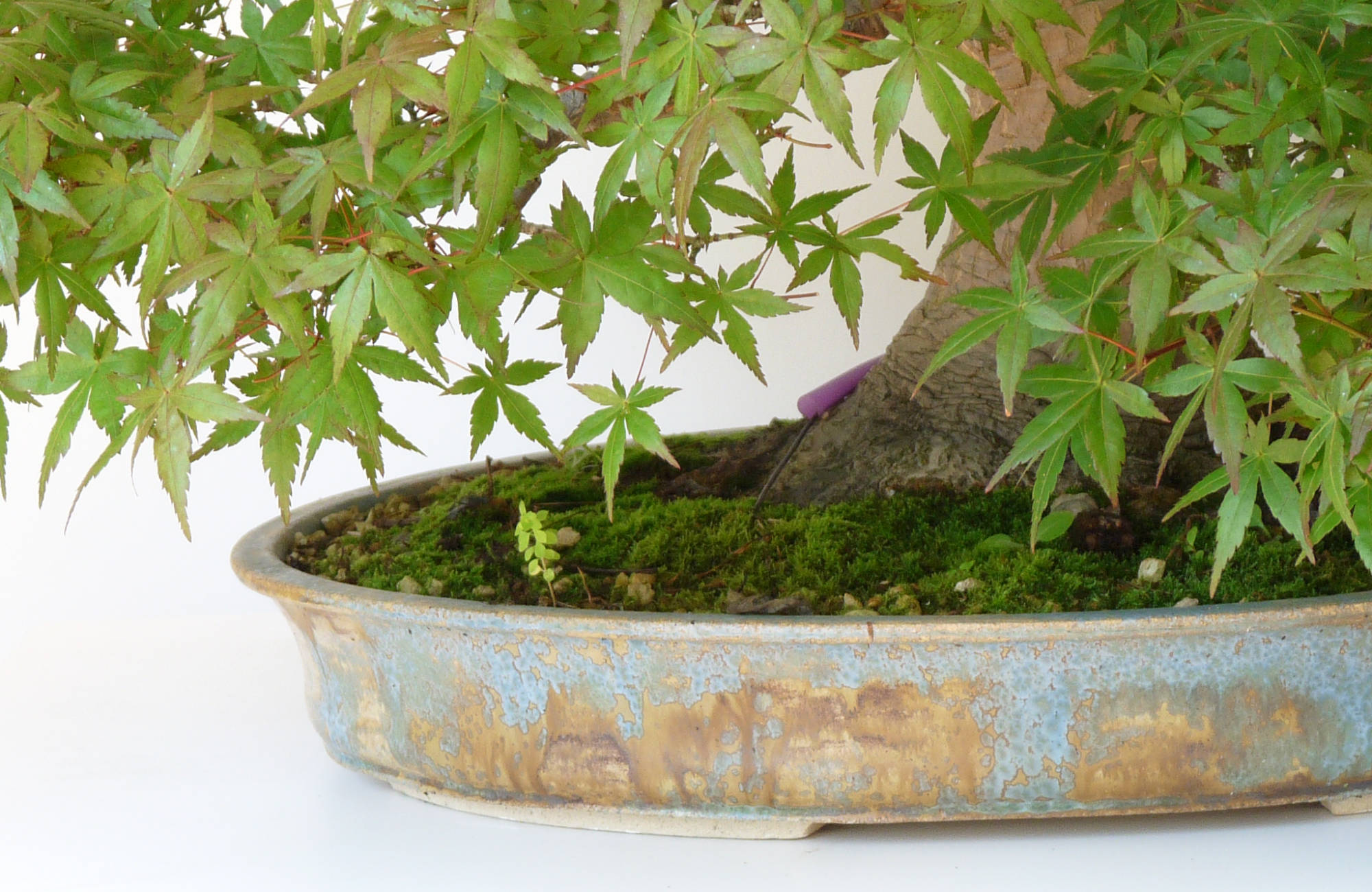 Quel pot à bonsai pour un érable ?