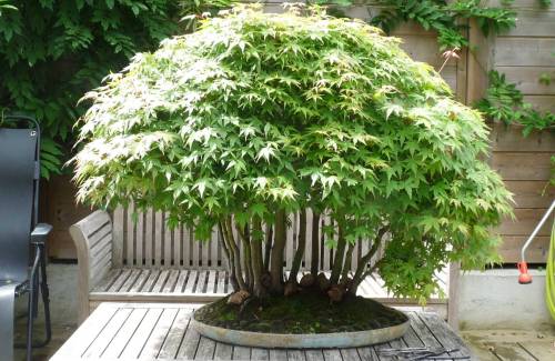 Quel pot à bonsai pour une forêt ?