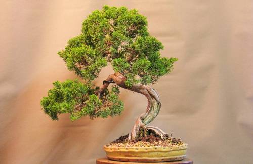 Quel pot à bonsai pour un genévrier ?