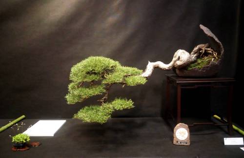 Quel pot à bonsai pour un pin ?