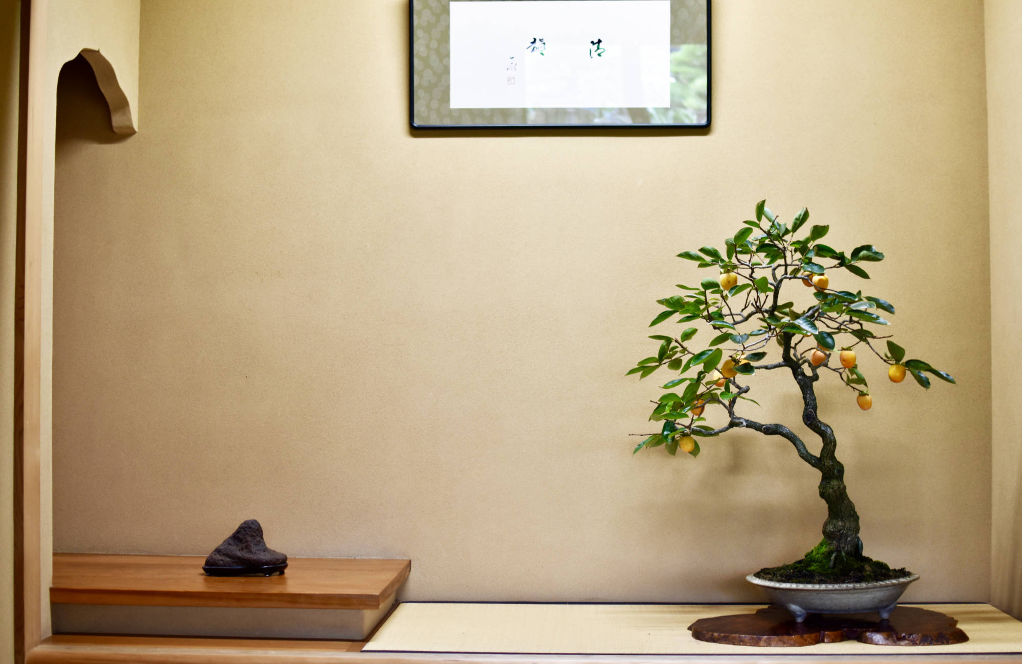 Bonsai avec des fruits oranges dans une poterie émaillée