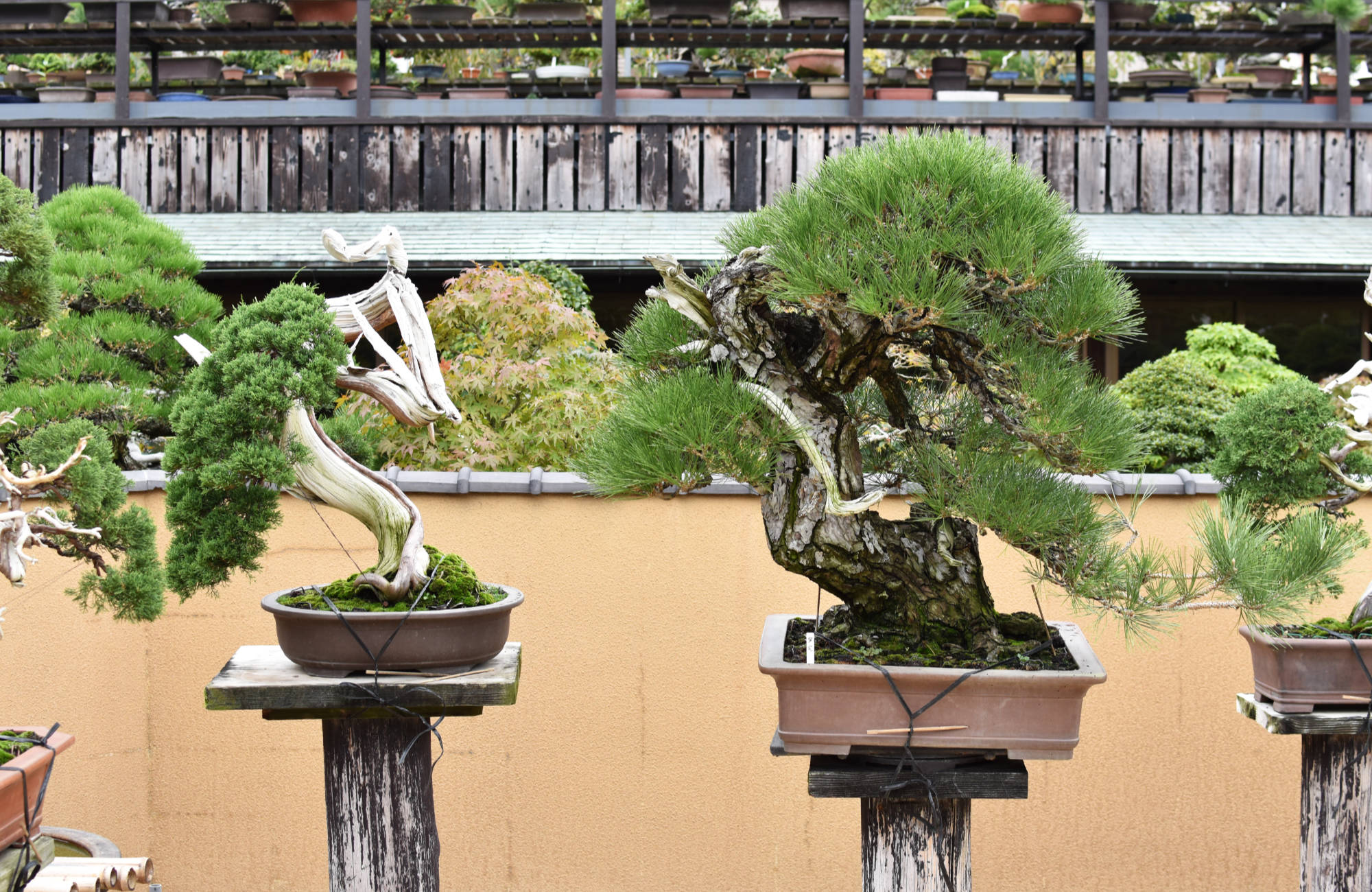 Les conifères sont quasiment toujours dans des poteries bonsai non émaillées