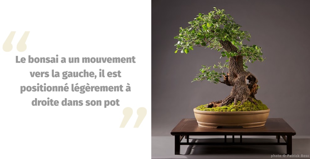 Placer un bonsai dans une poterie ovale