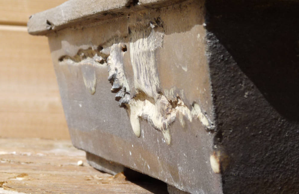 Texture céramique bonsai 07